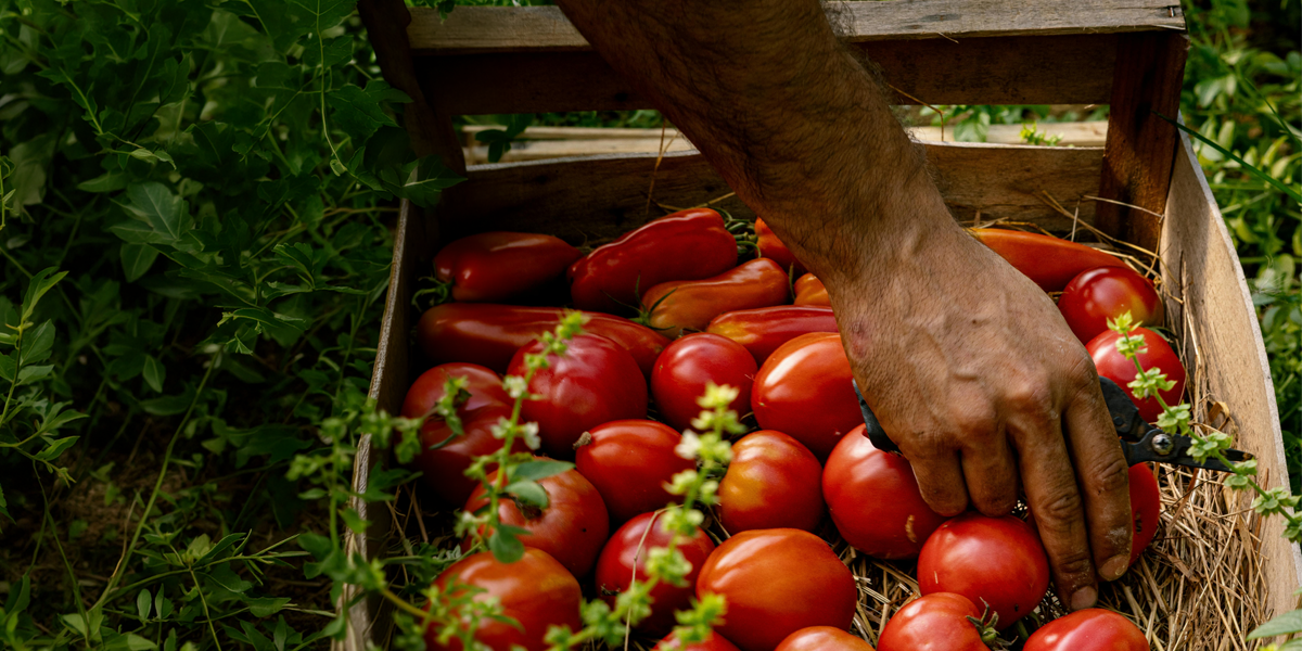 inicio Campesino Y Cosecha