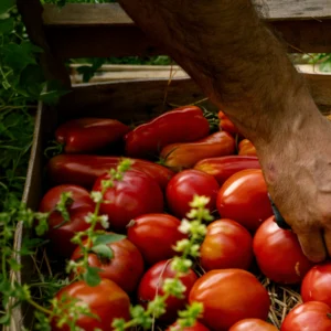 campesino y cosecha
